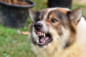 Spartanburg Dog Bite and Animal Attack Lawyer