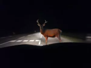 If another driver swerved to avoid an animal and caused an accident resulting in serious injuries for you, you might be eligible to pursue compensation to recover your damages. Charleston Animal Crossing the Street Accident Lawyer