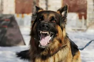 Dogs may be man's best friend, but all too often we hear stories of people who are seriously injured in dog attacks. CHOMP – What to Do After a Dog Bite