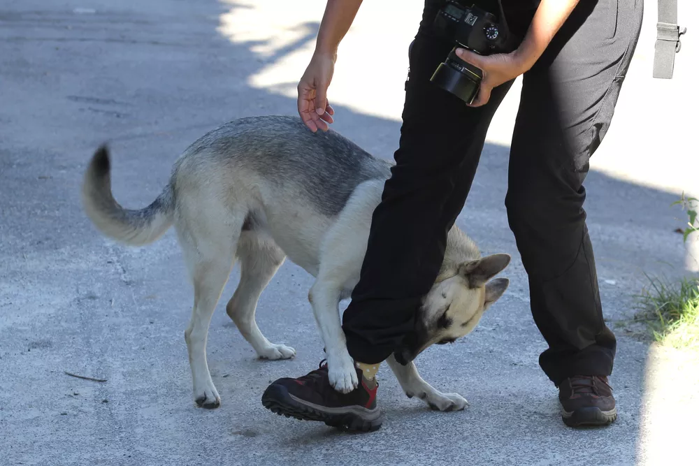 Columbia Dog Bite Lawyer