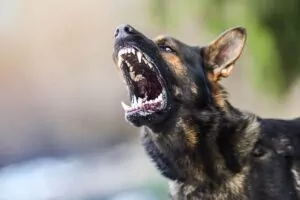 One of the most traumatic incidents you can experience is being attacked by a dog. What Damages Can I Claim After a Dog Bite Injury in Georgia?