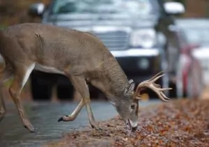Personal injury lawyers at George Sink Injury Lawyers Injury lawyers provide helpful tips for avoiding a deer accident. Auto Safety Tips: Avoiding a Deer Accident