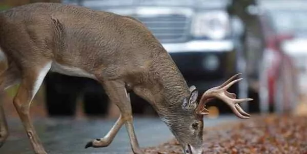 Auto Safety Tips: Avoiding a Deer Accident