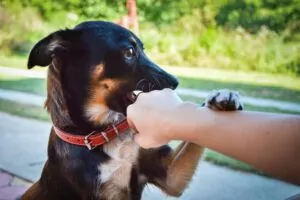 Yes, premises liability law covers animal attacks in Georgia. Does Premises Liability Cover Animal Attacks in Georgia?