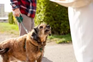 Premises liability covers domesticated and wild animal attacks in South Carolina. Generally, property owners must keep their properties safe. Does Premises Liability Cover Animal Attacks in South Carolina?