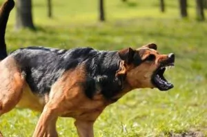 If you have been attacked by a dog, a South Carolina dog bite lawyer from George Sink Injury Lawyers can help you file a personal injury claim and pursue the maximum compensation you are entitled to under the law. South Carolina Dog Bite Lawyer
