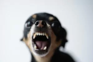 If a pet attack has injured you or your child in Augusta, Georgia, call George Sink Injury Lawyers today. Augusta Dog Bite and Animal Attack Lawyer