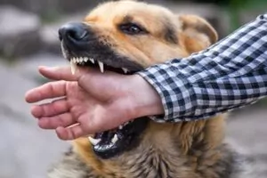 South Carolina law allows dog bite victims to hold the owner liable for injuries stemming from an attack. Dog Bite Lawyer in Greenville, SC