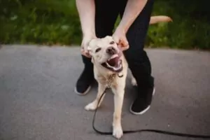 If someone’s pet in the Anderson, South Carolina, area attacks and injures you or a family member, call George Sink Injury Lawyers today. Anderson Dog Bite and Animal Attack Lawyer