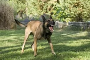 If someone’s pet in the Florence, South Carolina, area attacks and maims you or a family member, call George Sink Injury Lawyers today. Florence Dog Bite and Animal Attack Lawyer
