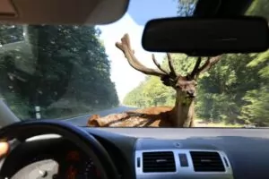 Any car accident is a frightening experience. Greenville Animal Crossing the Street Accident Lawyer
