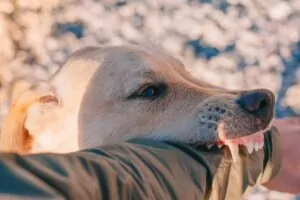 If the injury of a dog mauling or other pet attack disrupts your or a family member’s life, call George Sink Injury Lawyers today. Greenwood Dog Bite & Animal Attack Lawyer