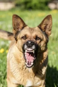 If a dog bite or other pet attack in the Myrtle Beach, South Carolina area leaves you or your child with injuries, call George Sink Injury Lawyers today. Myrtle Beach Dog Bite & Animal Attack Lawyer