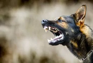 If you or your family have seen your life upended by a domestic animal attack, call George Sink Injury Lawyers today. Sumter Dog Bite and Animal Attack Lawyer