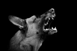 If someone’s pet in the Walterboro, South Carolina area inflicts a serious injury on you or your family member, call George Sink Injury Lawyers today. Walterboro Dog Bite and Animal Attack Lawyer