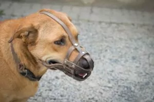 In South Carolina, a dog owner is responsible for their dog’s behavior. Who Can I Sue for My Dog Bite Injury in South Carolina?