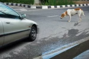 When you hit an animal, fault depends on who owns the animal. Who Is At Fault When You Hit an Animal?